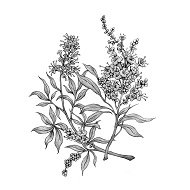 Sauzgatillo - Vitex agnus castus