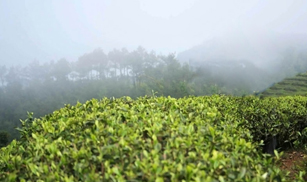 POWDER - TÉ VERDE MATCHA ECOLÓGICO
