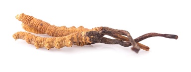 Cordyceps Sinensis